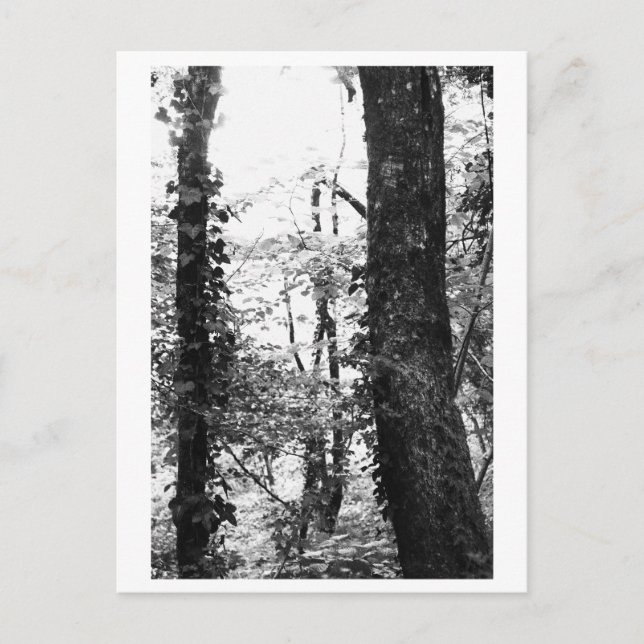 Postal Fotografía de árboles - Nikki (Anverso)