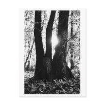 Fotografía de árboles - Oriana
