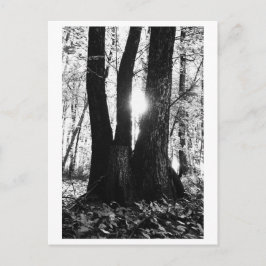 Postal Fotografía de árboles - Oriana