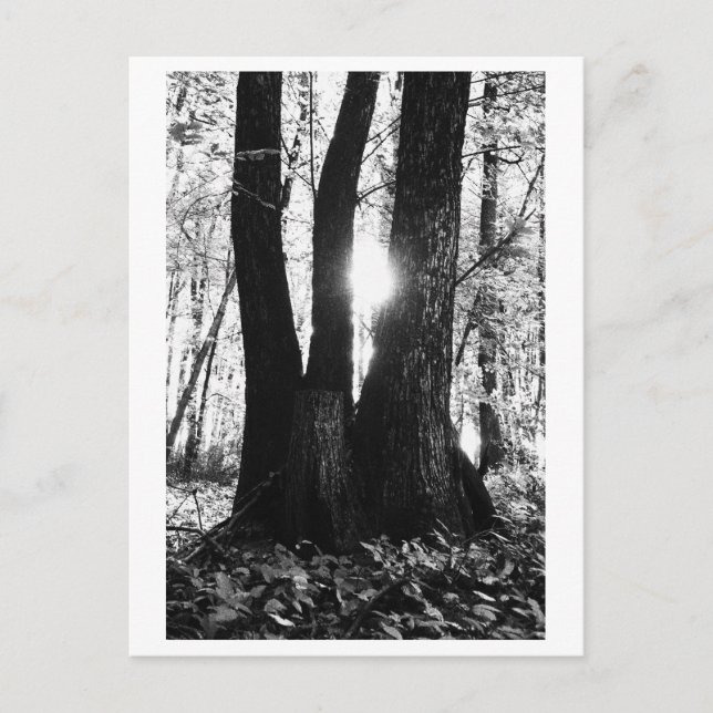 Postal Fotografía de árboles - Oriana (Anverso)