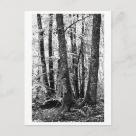 Postal Fotografía de árboles - Sylva
