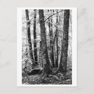 Postal Fotografía de árboles - Sylva