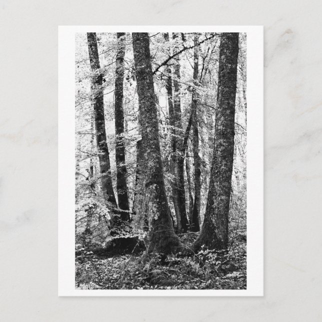 Postal Fotografía de árboles - Sylva (Anverso)