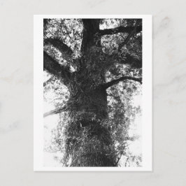 Postal Fotografía de árboles - Treow