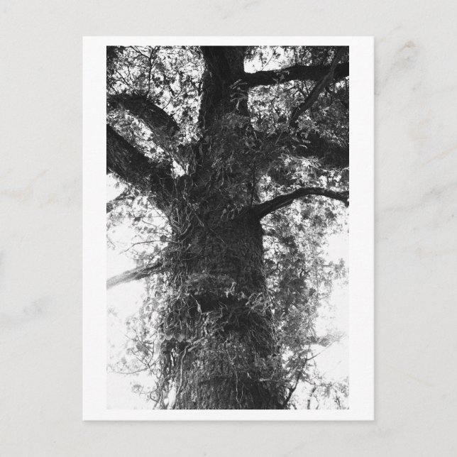 Postal Fotografía de árboles - Treow (Anverso)