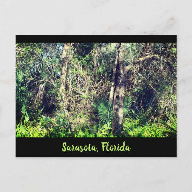 Postal Fotografía de árboles tropicales de Florida Saraso (Anverso)