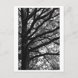 Postal Fotografía de árboles -Xylia