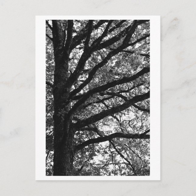 Postal Fotografía de árboles -Xylia (Anverso)