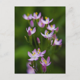 Postal Fotografía de Arte de Flores Silvestres