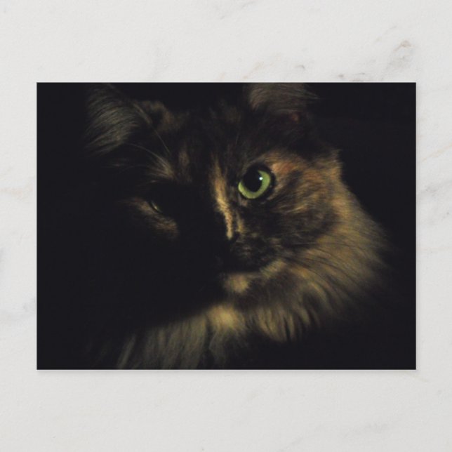 Postal Fotografía de arte de gatos en la sombra Ojos verd (Anverso)