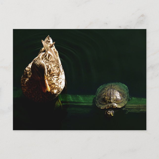 Postal Fotografía de arte de tortuga y pato (Anverso)