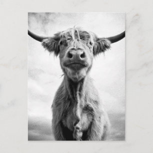 Postal Fotografía de arte en estilo mesotint de vaca sagr