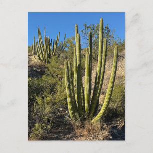Postal Fotografía de arte fino de cactus de tubo de órgan