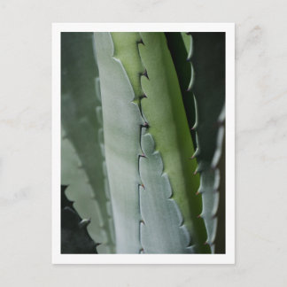 Postal Fotografía de arte macro de Aloe