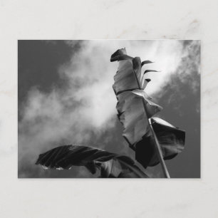 Postal Fotografía de arte plátano en blanco y negro