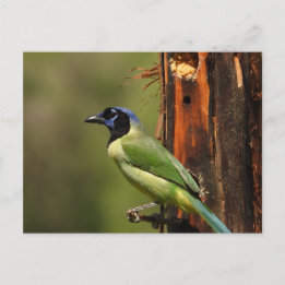 Postal Fotografía de aves coloridas Urraca Verde