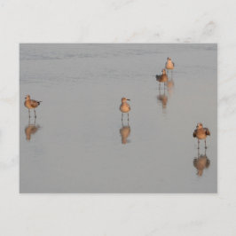 Postal Fotografía de aves cortas en Florida Beach