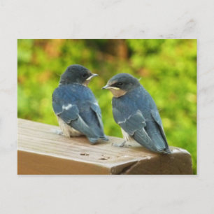 Postal Fotografía de aves de la naturaleza golondrinas de