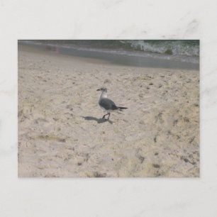 Postal Fotografía de Aves de Playa en Gulf Shores Alabama