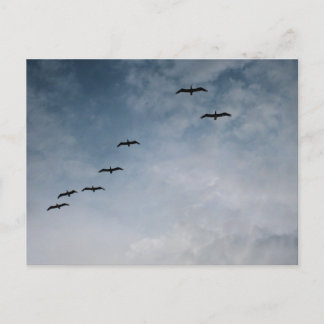 Postal Fotografía de Aves en Formación de Vuelo en la Pla