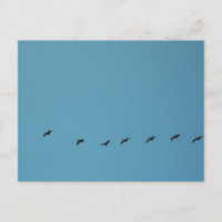 Fotografía de Aves en Formación de Vuelo en la Pla