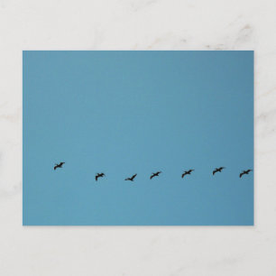 Postal Fotografía de Aves en Formación de Vuelo en la Pla