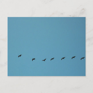 Postal Fotografía de Aves en Formación de Vuelo en la Pla
