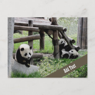Postal Fotografía de Baby Panda