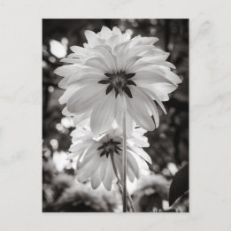 Postal Fotografía de Bella Artes Dahlias en blanco y negr
