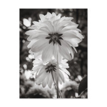 Fotografía de Bella Artes Dahlias en blanco y negr