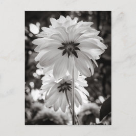 Postal Fotografía de Bella Artes Dahlias en blanco y negr