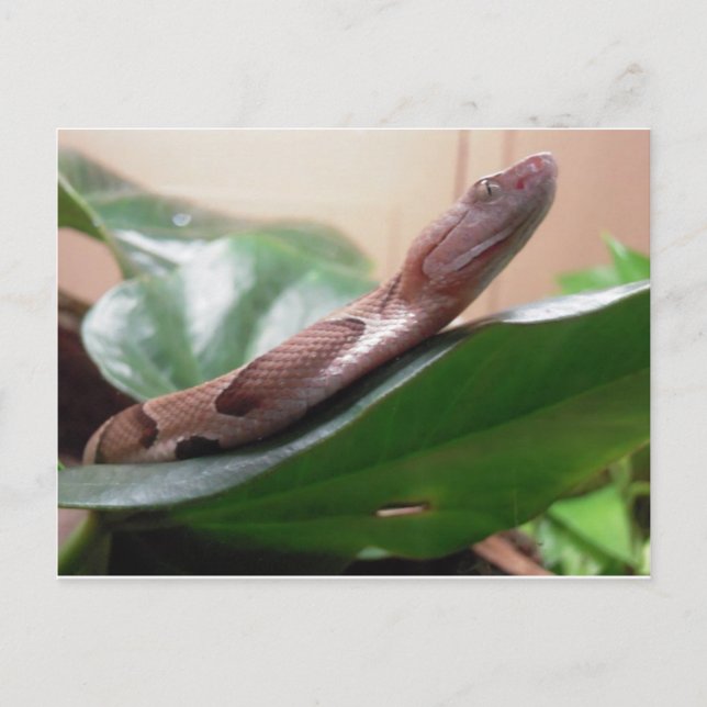 Postal Fotografía de Boa (Anverso)