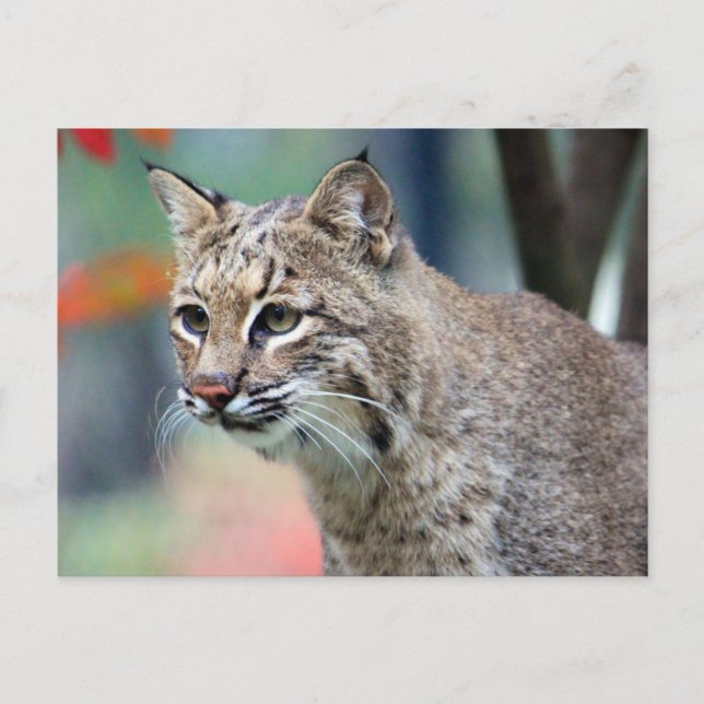 Postal Fotografía de Bobcat Vida silvestre (Anverso)