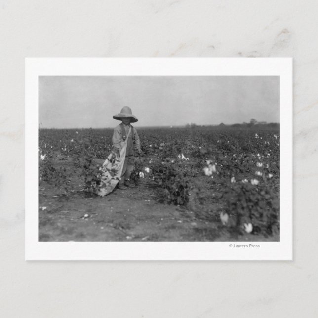 Postal Fotografía de Boy Picking Cotton al Oeste, Texas (Anverso)