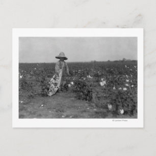 Postal Fotografía de Boy Picking Cotton al Oeste, Texas