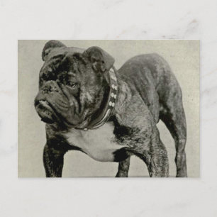 Postal Fotografía de Bulldog inglés vintage