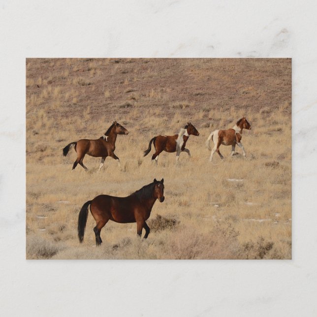 Postal Fotografía de caballos salvajes en Nevada (Anverso)