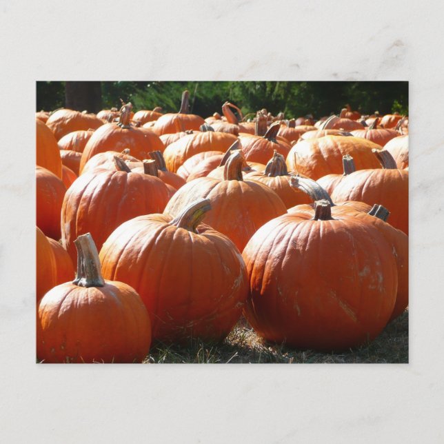 Postal Fotografía de calabazas para Caída, Halloween o Dí (Anverso)