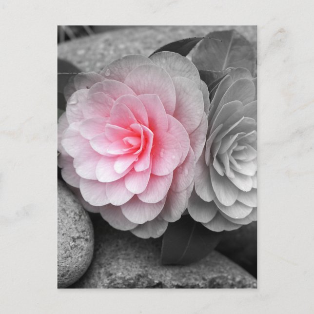 Postal Fotografía de Camellias Rosadas (Anverso)