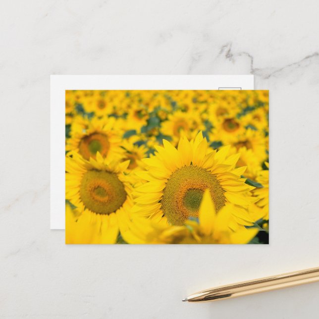 Postal Fotografía de Campo de Girasoles Amarillos (Anverso/Reverso In Situ)