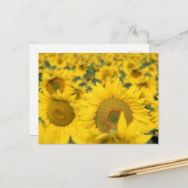 Postal Fotografía de Campo de Girasoles Amarillos