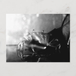Postal Fotografía de cangrejo ermitaño monocromo