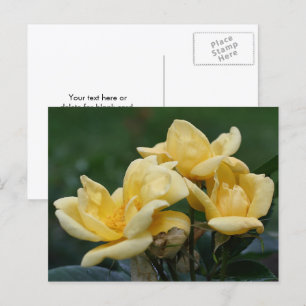 Postal Fotografía de capullos de rosa amarilla