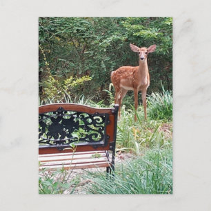 Postal Fotografía de cervatillo en jardín de hierba