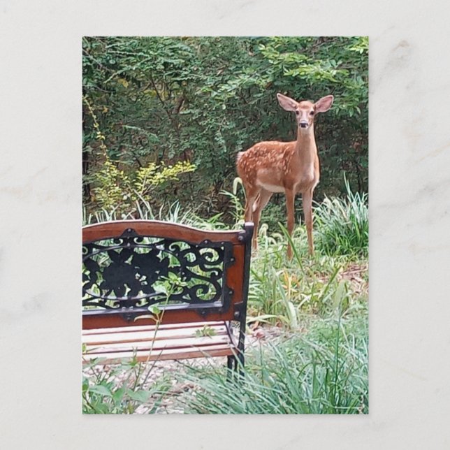 Postal Fotografía de cervatillo en jardín de hierba (Anverso)