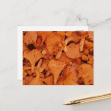 Fotografía de Champiñones Chanterelle Frescos