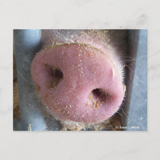 Postal Fotografía de cierre de nariz de cerdo rosa