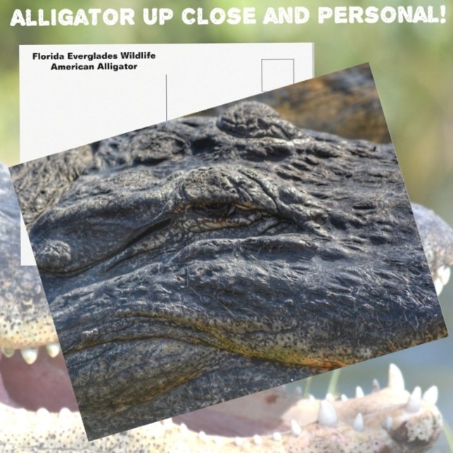 Postal Fotografía de Closeup de Alligator Florida Evergla (Subido por el creador)