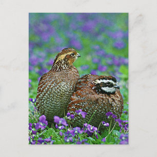 Postal Fotografía de codorniz blanco Bobwhite