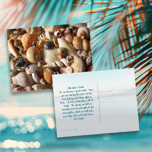 Postal Fotografía de colección de conchas de mar en posta